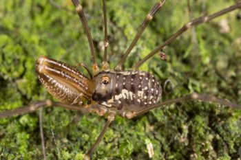 Media type: image;   Invertebrate Zoology 133311